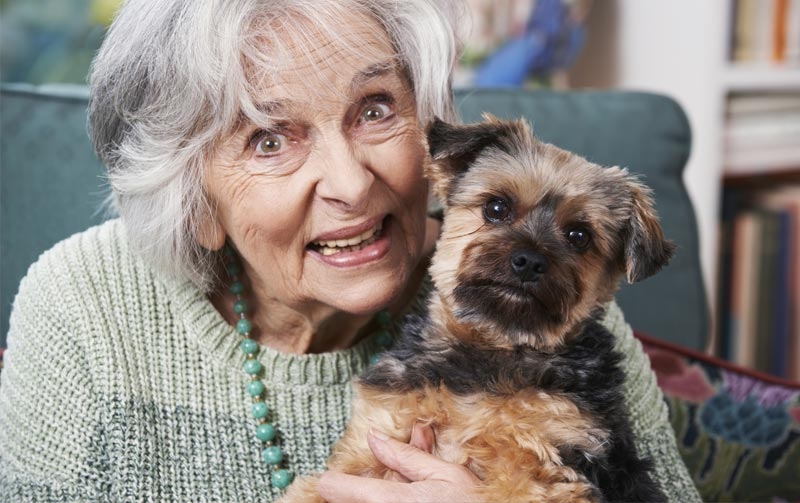 How to Use Pet Wipes for Clean Dogs and Cats?